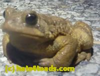 /home//u458753944/public_html/sourcegallery//Roxborough Toad Detour/2013-2019/2013/2013-04-09/P1120069.JPG